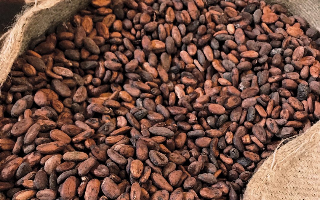 Cocoa Beans – Product Profile