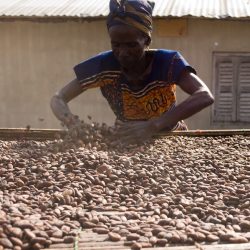 NEPC exports cocoa processing - drying cocoa beans